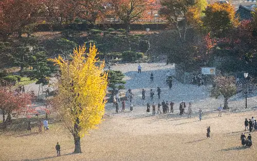 photo containing: Tree, Leaf, Branch, Public space, Recreation, Pedestrian, Leisure, Autumn, Travel, Walking