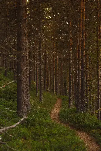 photo containing: Leaf, Natural environment, Green, Wood, Branch, Forest, Spruce-fir forests, Natural landscape, Trail, Wilderness