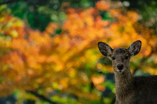 photo containing: Deer, Terrestrial animal, Snout, Wildlife, White-tailed deer, Tail, Autumn