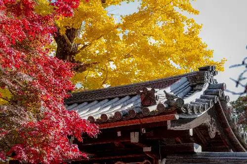 photo containing: Leaf, Red, Branch, Nature, Yellow, Twig, Orange, Autumn, Spring, Woody plant