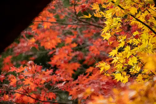 photo containing: Leaf, Red, Yellow, Green, Branch, Orange, Twig, Autumn, Woody plant, Northern hardwood forest
