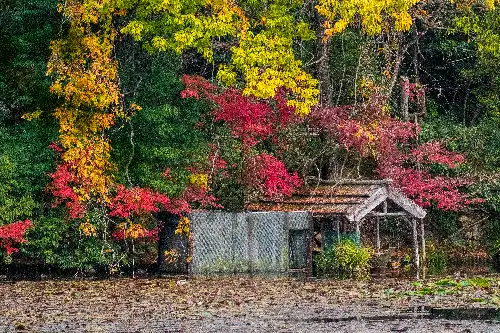photo containing: Water, Nature, Red, Leaf, Vegetation, Orange, Reflection, Forest, Autumn, Wetland
