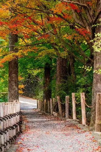 photo containing: Leaf, Nature, Yellow, Wood, Autumn, Orange, Brown, Forest, Trunk, Trail