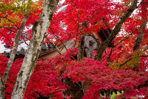 photo containing: Red, Branch, Leaf, Twig, Spring, Woody plant, Trunk, Autumn, Maple, Maple leaf