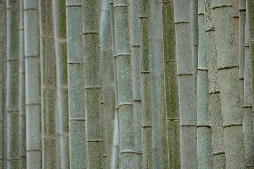 photo containing: Bamboo, Natural material, Pipe