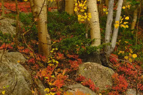 photo containing: Leaf, Nature, Yellow, Orange, Plant community, Autumn, Forest, Northern hardwood forest, Woody plant, Temperate broadleaf and mixed forest