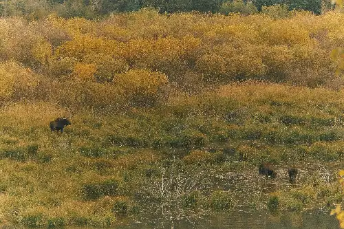 photo containing: Grass, Grassland, Vegetation, Wildlife, Ecoregion, Plant community, Savanna, Prairie, Grasses, Shrubland