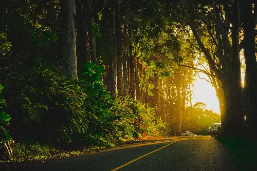 photo containing: Nature, Leaf, Tree, Green, Road, Branch, Yellow, Road surface, Thoroughfare, Asphalt