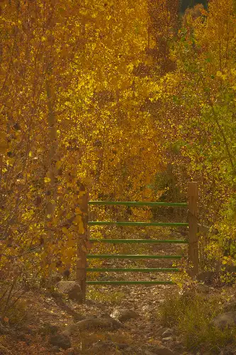photo containing: Leaf, Yellow, Nature, Wood, Brown, Autumn, Forest, Trunk, Twig, Woody plant