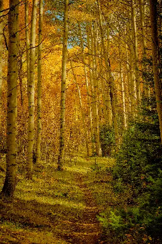 photo containing: Leaf, Natural environment, Nature, Wood, Yellow, Natural landscape, Forest, Grove, Northern hardwood forest, Wilderness