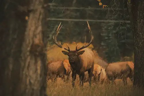 photo containing: Deer, Antler, Horn, Elk, Wildlife, Reindeer, Terrestrial animal, Barren-ground caribou, Forest, Natural material
