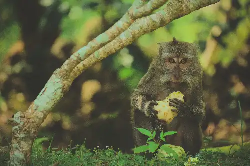 photo containing: Primate, Vertebrate, Wildlife, Terrestrial animal, Snout, Macaque, Fur, Twig, Jungle, Claw