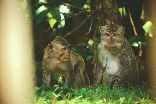 photo containing: Primate, Vertebrate, Macaque, Wildlife, Rhesus macaque, Terrestrial animal, Snout, Fur, Jungle, Claw