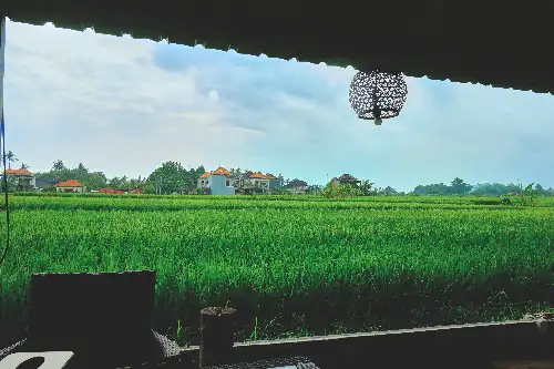 photo containing: Lawn, Shade, Paddy field, Agriculture, Plantation, Eco hotel, Farm, Palm trees, Backyard