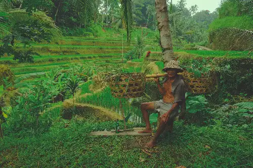 photo containing: Vegetation, Plantation, Rural area, Agriculture, Field, Jungle, Farmworker, Agriculturist, Village, Basket