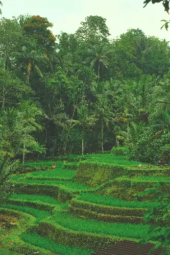 photo containing: Green, Vegetation, Plantation, Terrace, Agriculture, Field, Garden, Jungle, Palm trees, Paddy field