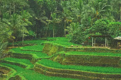 photo containing: Green, Vegetation, Plantation, Terrace, Agriculture, Field, Rural area, Paddy field, Garden, Farm