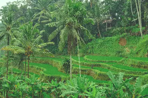 photo containing: Green, Tree, Vegetation, Plants, Terrace, Plantation, Agriculture, Plant community, Field, Rural area