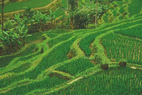 photo containing: Green, Agriculture, Terrace, Field, Plantation, Paddy field, Grasses, Farm, Crop, Palm trees