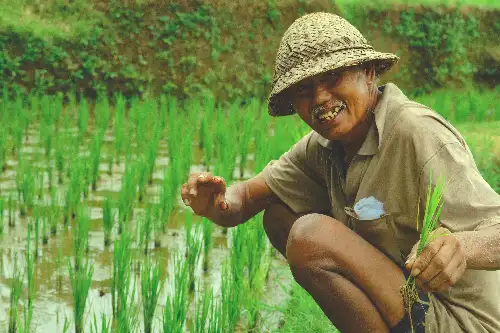 photo containing: Farmworker, Hat, Headgear, Agriculture, Field, Agriculturist, Sun hat, Plantation, Paddy field, Grasses