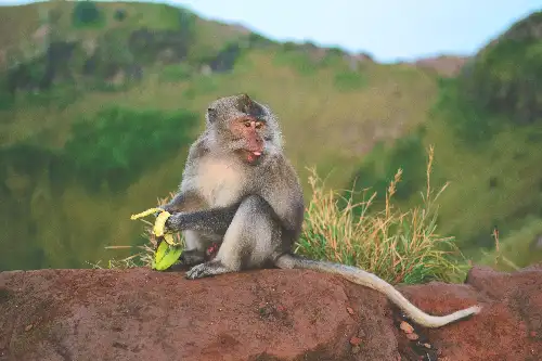 photo containing: Primate, Vertebrate, Macaque, Terrestrial animal, Snout, Wildlife, Fur, Rhesus macaque, National park