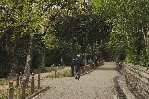 photo containing: Tree, Leaf, Branch, Road surface, Public space, Recreation, Thoroughfare, Pedestrian, Walkway, Leisure