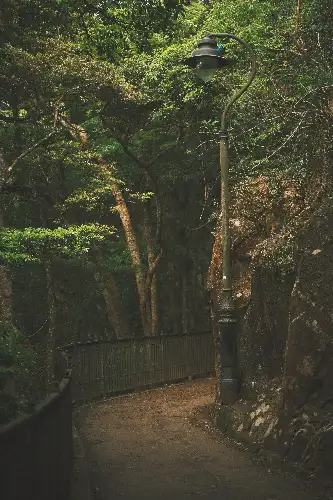 photo containing: Leaf, Branch, Nature, Natural environment, Vegetation, Trunk, Twig, Forest, Woodland, Sunlight
