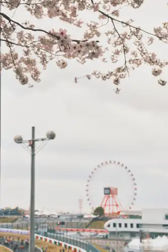photo containing: Daytime, Ferris wheel, Petal, Spring, Morning, Blossom, Amusement ride, Amusement park, Prunus