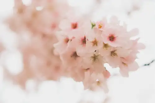 photo containing: Flower, Petal, Branch, Pink, Spring, Blossom, Close-up, Twig, Flowering plant, Cherry blossom