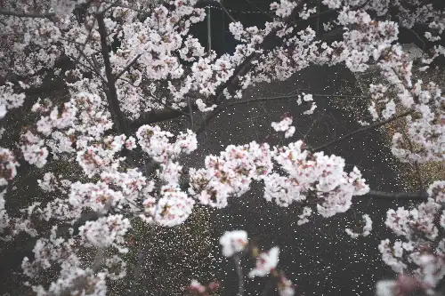 photo containing: Flower, Petal, Branch, Pink, Spring, Blossom, Twig, Cherry blossom, Wildflower, Prunus